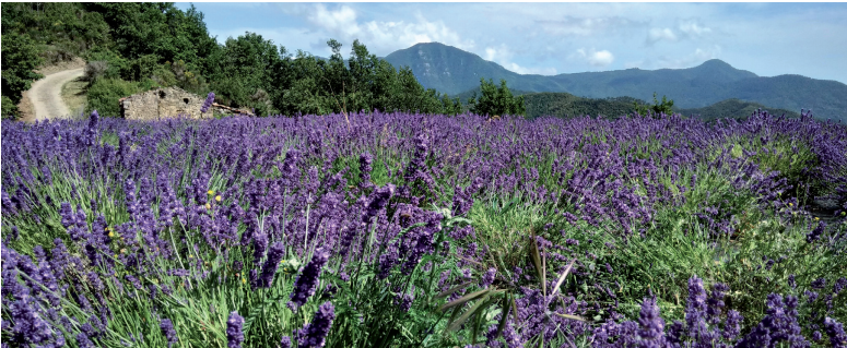 MONVER - Nuovo progetto Interreg Alcotra