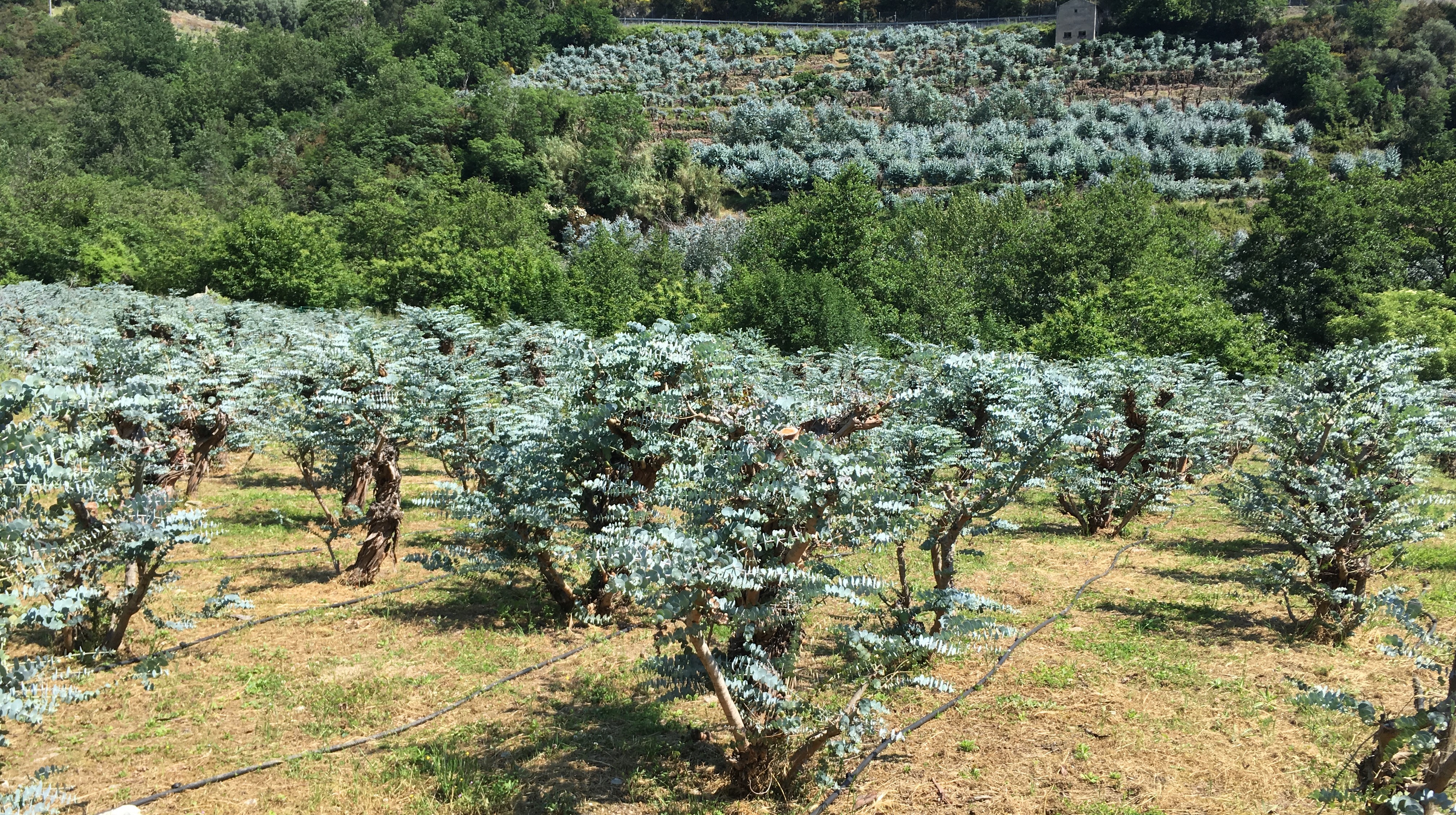 FR.O.V.I.S. - Fronde Ornamentali: Valorizzazione, Innovazione e possibili Sviluppi