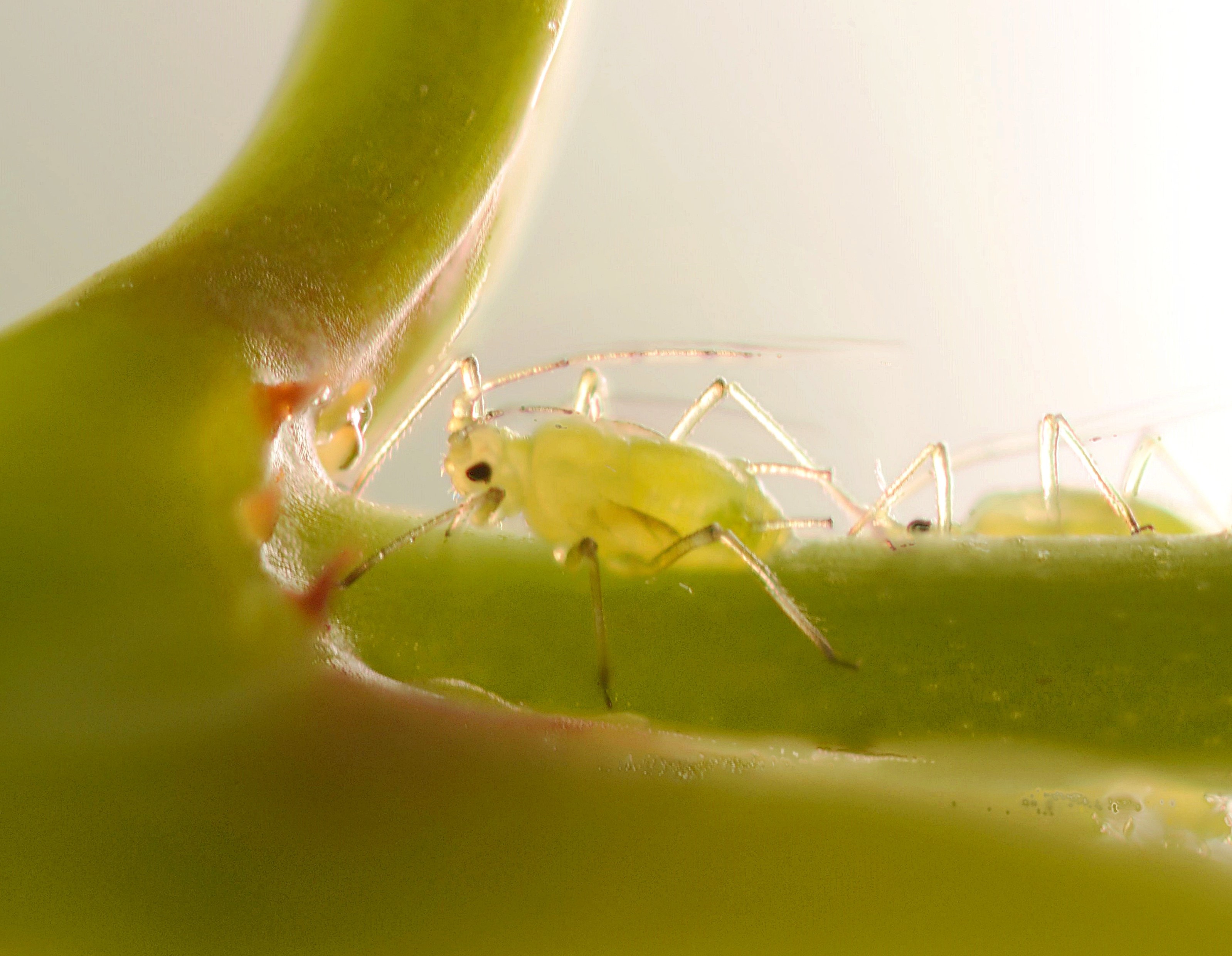 BANDO DI CONCORSO PUBBLICO PER TITOLI ED ESAMI per n.1 POSTO A TEMPO PIENO ED INDETERMINATO come FUNZIONARIO DI RICERCA IN ENTOMOLOGIA AGRARIA