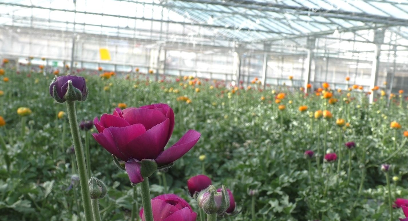 AVVISO DI SELEZIONE per il conferimento di n.1 incarico professionale per attività di monitoraggio sul territorio presso la sede del Servizio Fitosanitario Regionale di Spezia - (CUP F33C24000490002).