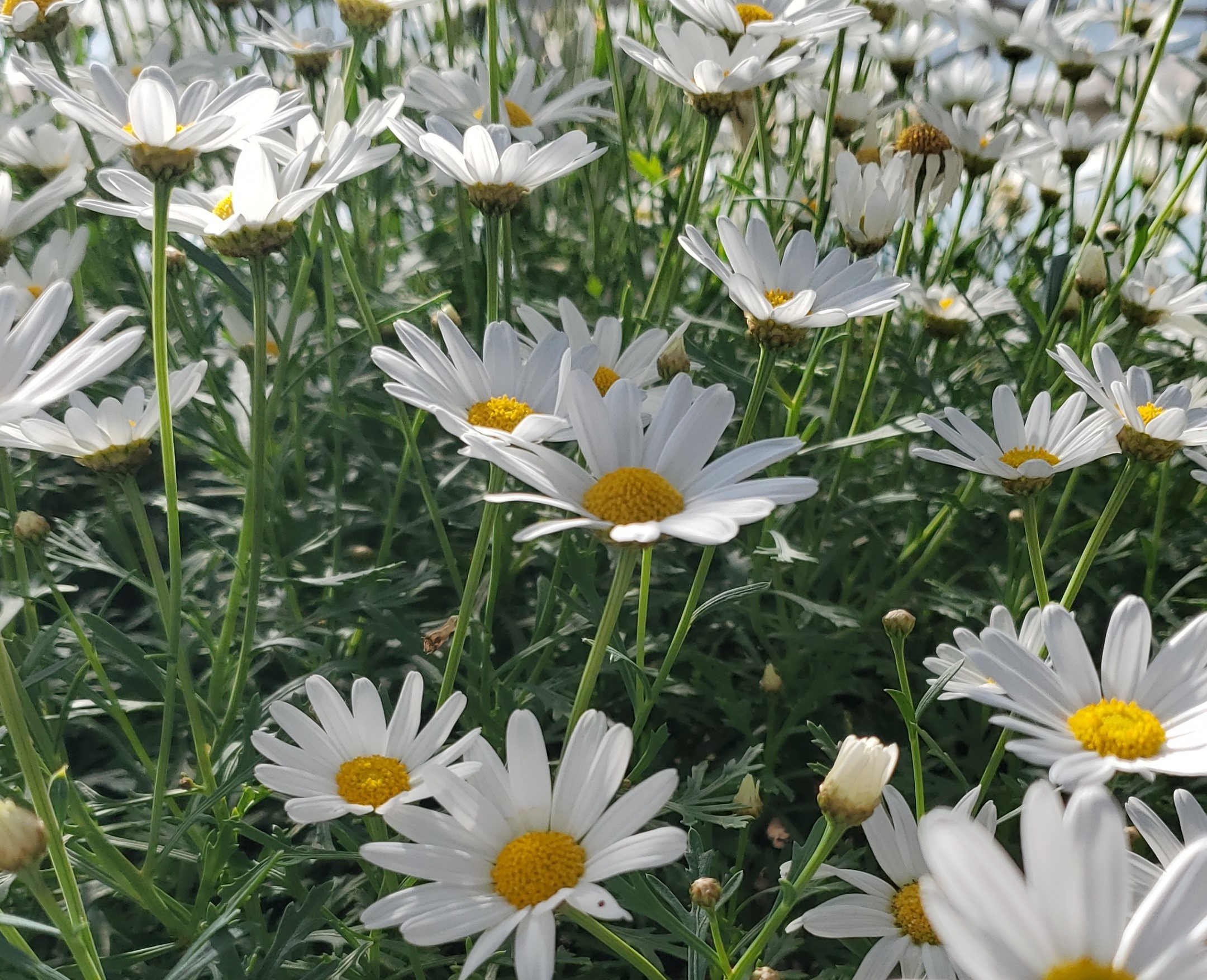 Manifestazione di interesse Progetto Margherita da taglio (Mar.Ta. C.I.G. Riviera)